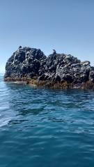 Arctocephalus australis