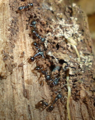 Aphaenogaster picea