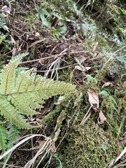 Dryopteris formosana
