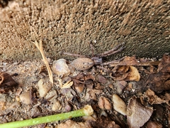 Mituliodon tarantulinus