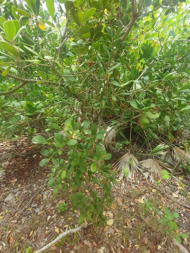 Jacquinia arborea, photograph 5