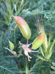 Astragalus trichopodus