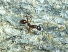 Aphaenogaster picea
