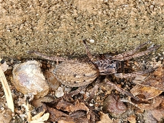 Mituliodon tarantulinus