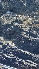 Spheniscus humboldti