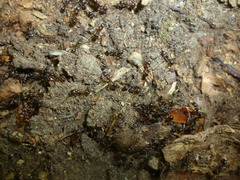 Aphaenogaster picea
