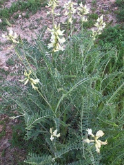 Astragalus trichopodus