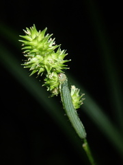 Carex sparganioides