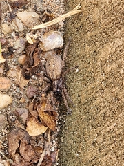 Mituliodon tarantulinus