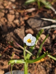 Plagiobothrys austinae