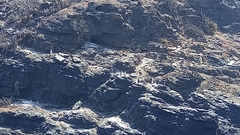 Spheniscus humboldti