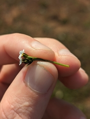 Plagiobothrys austinae