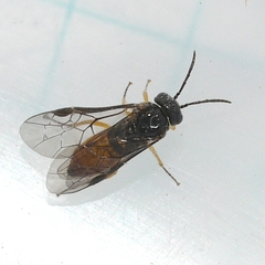 Halidamia affinis