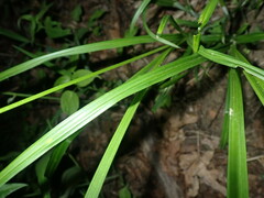 Carex sparganioides