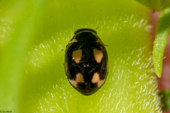 Hyperaspis festiva