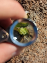 Plagiobothrys austinae