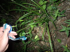 Carex sparganioides