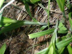 Carex sparganioides