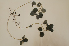 Australina pusilla pusilla