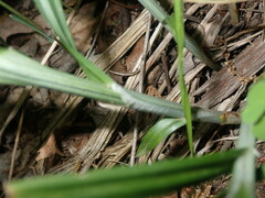 Carex sparganioides