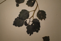 Australina pusilla pusilla