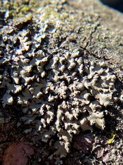 Phaeophyscia