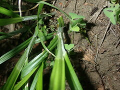 Carex sparganioides