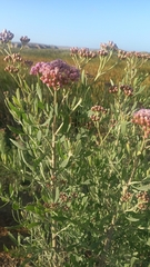 Tessaria absinthioides