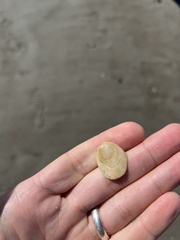 Crepidula plana