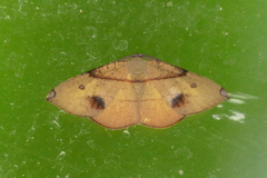 Hypochrosis flavifusata