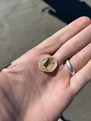 Crepidula plana