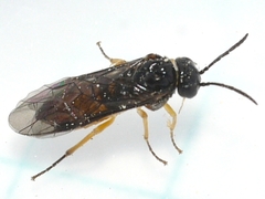 Halidamia affinis