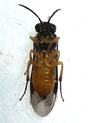 Halidamia affinis