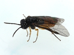 Halidamia affinis