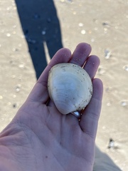 Laevicardium serratum