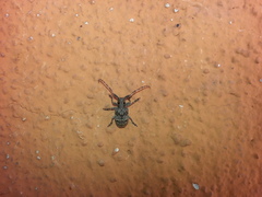 Mesosa curculionoides