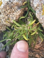 Spergularia macrotheca