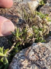 Spergularia macrotheca