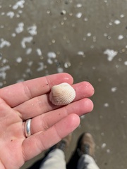 Lunarca ovalis