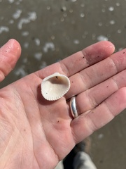Lunarca ovalis