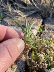 Spergularia macrotheca