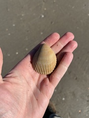 Cardiidae