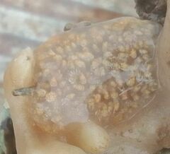 Aplidium glabrum
