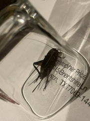 Gryllus veletis