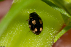Hyperaspis festiva