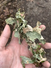 Lobaria pulmonaria