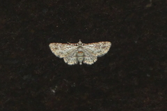 Calluga costalis
