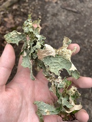 Lobaria pulmonaria