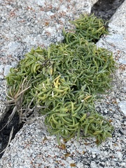 Spergularia macrotheca