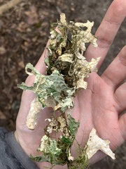 Lobaria pulmonaria